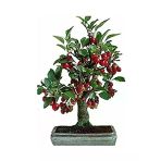 5 Adet Bodur Bonsai Kiraz Ağacı Tohumu, Saksı Hediyeli