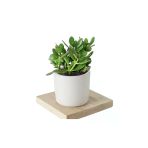 5 Adet Crassula Ovata Şans Para Çiçeği Şık Dekoratif Saksıda