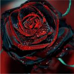 5 Adet Darkblood Gül Tohumu - 1 Paket