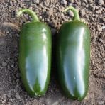 5 Adet Jalapeno Biber Fidesi - 1 Adet