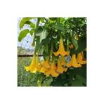 5 Adet Tohum Angel Trumpet Cicegi Meleklerin Borozani Cicek Tohumu Surpriz Hediye Bonzai Agaci Tohum
