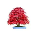 5 Adet Tohum Bodur Bonsai Kirmizi Japon Red Maple Agaci Bonzai Tohumu Supriz Hediye Bonsai Tohumu
