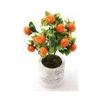 5 Adet Tohum Bodur Bonsai Mandalina Bonzai Agaci Tohum Surpriz Hediye Bonsai Agaci Tohum