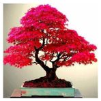 5 Adet Tohum Bodur Kirmizi Japon Bonsai Tohumu