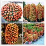 5 Adet Tohum Bodur Mandalina Agaci