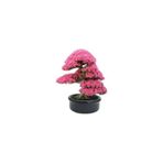 5 Adet Tohum Bodur Pembe Erguvan Bonsai Agac