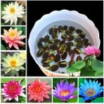 5 Adet Tohum Karışık Renkli Lotus Çiçeği Tohumu Orjinal Ithal Lotus Su Çiçeği Nilüfer
