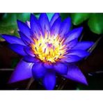 5 Adet Tohum Mavi Lotus Çiçeği Tohumu Hobi Bahçe Lotus