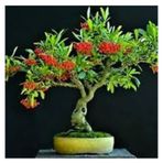 5 Adet Tohum Nadir Ates Dikeni Bonsai Agac Tohumu Ates Diken Tohum Saksi Toprak Hediyemizdir