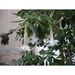 5 Adet Tohum Nadir Bulunan Beyaz Angel Trumpet Cicegi Meleklerin Borozani Cicegi Surpriz Hediye Tohu