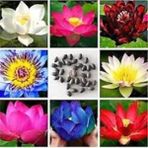 5 Adet Tohum Nadir Bulunan Karışık Lotus Çiçeği Nilüfer Su Çiçeği Tohumları Hediye Tohum