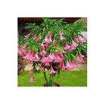 5 Adet Tohum Nadir Bulunan Meleklerin Borozani Pembe Angel Trumpet Cicegi