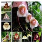 5 Adet Tohum Nadir Maymun Orkide Cicegi Maymun Cicegi Tohumu Saksi Toprak Surpriz Hediye Tohumludur