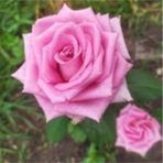 5 Adet Tohum Nadir Pembe Gul Tohumu Pembe Bahce Gulu Saksi Toprak