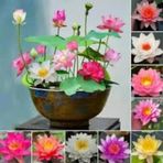 5 Adet Tohum Nadir Uzak Doğu Kutsal Karışık Renkli Lotus Çiçeği T