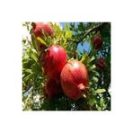 5 Adet Tohum Nar Agaci Tohumu Kirmizi Nar Agaci Tohumu Saksi Toprak Supriz Heidye Bonsai Agaci
