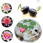 5 Adet Tohum Organik Lotus Çiçeği Tohum Cam Fanusta Yetişen Su Çiçeği Lotus