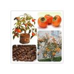 5 Adet Tohum Organik Trabzon Bal Hurma Tohumu Trabzon Hurmasi Bonsai