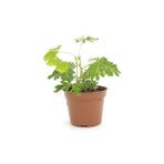 5 Adet Tüplü Küstüm Çiçeği 10-20 cm