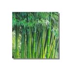 5 Adet Yesil Bambu Agac Tohumu Orjinal Moso Bambu Tohumu Saksi Toprak Surpriz Hediye Sebze Tohumu