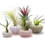 5 Paket Mini Deniz Kestanesi Kabuğu Hava Tesisi Tutucular Dekoratif asılı Hava Bitki Potu Etli Ekran Konteyneri Ev Bahçe dekorasyonları (4 parçalı set)