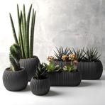 5 Parça Mercan Kaktüs Saksı Seti Plastik Sukulent Saksısı Set (Antrasit)