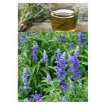 50 Adet Adaçayı Salvia Officinalis Tohumu