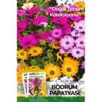 50 Adet Bodrum Papatyası Çiçek Tohumu
