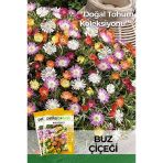 50 Adet Buz Çiçeği Tohumu