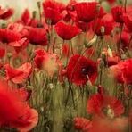50 Adet Gelincik Çiçek Tohumu (Papaver Rhoeas)