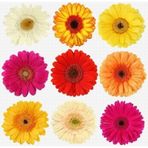 50 Adet Karışık Gerbera Çiçeği Tohum + 10 Adet Lale Toh N116528