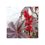 50 Adet Tohum Kene Çiçeği Tohumu Yerli Ricinus Communis Hediye Tohumlu