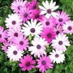 50 Adet Tohum Nadir Bulunan Pembe Papatya Çiçeği Tohumu Yeni Ürü