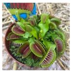 50 Adet Tohum Nepenthes Sinek Kapan Etobur Etcil Bitki Cicek Ithal Tohum