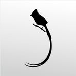 50 cm Hint Bülbülü Folyo Sticker