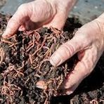 500 Adet Kırmızı Kaliforniya Kompost Gübre Solucanı Ve 1 kg Fermente Solucan Maması