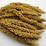 500 Gr.kızıl Dal Darı Muhabbet Yemi Hint Bülbülü Doğa Yemi.