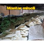 500 Gram Istiridye Mantar Tohumu ( 'adet Ekim Poşeti Hediyeli)