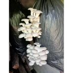 500 Gram İstiridye Mantar Tohumu-( Kütüğe Ekim)