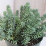 (5ADET) Mavi Sedum Cicegi Fidesi-(10-15 cm ) Yer Örtucu -Mezar Cicegi- Kabir Cicegi-Yayilici Bitki