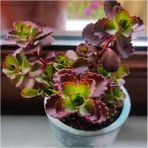 (5ADET )Sedum Bitkisi Fidesi -(10-15CM) Mezar Örtücü-Yayilici Bitki
