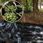 5X12 METRE ZEYTİN SERGENİ ZEYTİN TOPLAMA ÖRTÜSÜ FINDIK FISTIK DUT TOPLAMA FİLESİ HASAT TABAN ÖRTÜSÜ