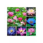 6 Adet Karışık Renklerde Lotus (Nilüfer) Çiçeği Tohumu