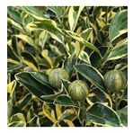 6 Yaş Aşılı Alacalı Calamondin Süs Mandalinası Fidanı, Saksıda