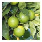 6 Yaş Aşılı Tahiti Lime Yeşil Limon Fidanı, Saksıda