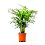 60-80 cm Areca Dypsis Lutescens Areka Palmiyesi