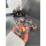 6'lı Turuncu Çift Cidarlı Mini Tabağı, Çerezlik, Lokumluk, Sunumluk - Altın - Seçenek 1
