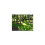 7 Günde Üzerine Basılabilir Ithal Çim Tohumu 1 kg 6'lı Karışım