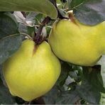 7 Yaş Aşılı Ekmek Ayva Fidanı , Saksıda