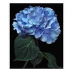 70x90 cm Cennet Çiçeği Sayılarla Boyama Seti Çerçevesiz Duvar Sticker